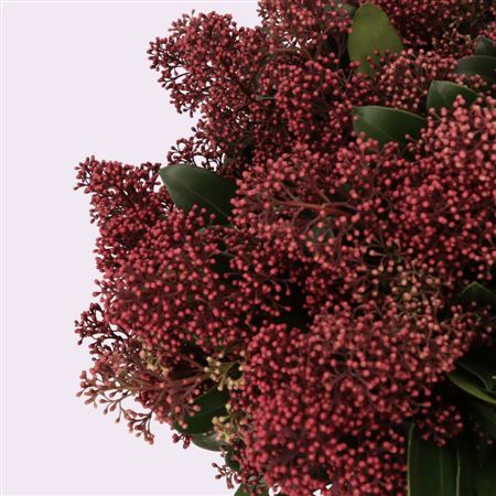Skimmia